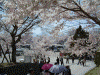 桜を見ながら高遠城址へ登る(14)