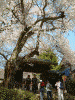 桜を見ながら高遠城址へ登る(16)