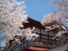 高遠城址公園の桜(6)