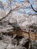 高遠城址公園の桜(8)