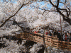 高遠城址公園の桜(9)