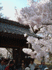 高遠城址公園の桜(16)
