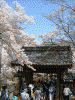 高遠城址公園の桜(17)