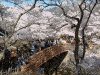 高遠城址公園の桜(19)