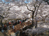 高遠城址公園の桜(20)