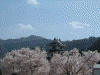 高遠城址公園の桜(26)