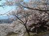 高遠城址公園の桜(29)