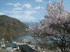 高遠城址公園の桜(32)