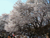 高遠城址公園の桜(33)