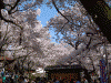 高遠城址公園の桜(37)