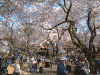 高遠城址公園の桜(38)