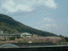 車窓から眺める福島・信夫山の桜(2)
