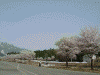 岩原スキー場近くの桜(2)