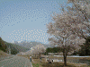 岩原スキー場近くの桜(3)