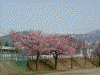 湯沢中央公園の桜(2)