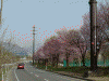 湯沢中央公園の桜(3)