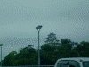 唐津城(1)/舞鶴橋から見る