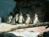 鳥羽水族館(9)/ペンギン