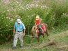 コスモス畑でポニーの乗馬体験(1)