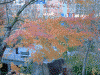 毛利庭園の紅葉(1)