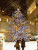 六本木ヒルズのクリスマスツリー(1)