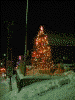 函館山ロープウェイ山麓駅近くのバス停にあったクリスマスツリー