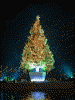 はこだてクリスマスファンタジーのツリー(2)
