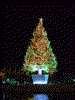 はこだてクリスマスファンタジーのツリー(3)