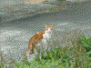 砂山ビーチで見かけた猫