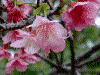 牧山展望台の自然(3)/桜の花