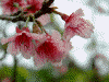 牧山展望台の自然(4)/桜の花