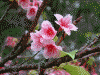 牧山展望台の自然(6)/桜の花