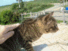 来間島の子猫(3)
