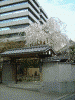 芝公園郵便局裏・常照院の桜(1)