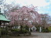 増上寺の桜(4)