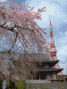 増上寺の桜(5)