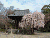 増上寺の桜(6)