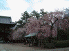 増上寺の桜(11)