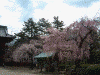 増上寺の桜(12)