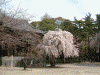 増上寺の桜(13)