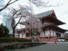 増上寺の桜(18)