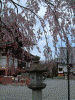 増上寺の桜(19)