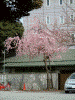 御成門駅近くの桜