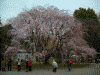 六義園のしだれ桜(6)
