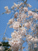 増上寺の桜(3)