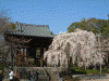 増上寺の桜(8)