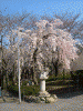 増上寺の桜(10)