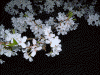 早稲田付近の桜(3)