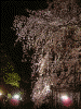 六義園・しだれ桜のライトアップ(4)