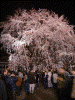 六義園・しだれ桜のライトアップ(15)